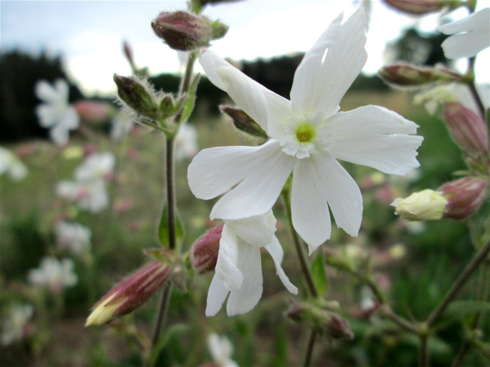 Weiße Lichtnelke (Silene latifolia) bei Kennfus