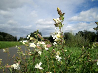 Weiße Lichtnelke (Silene latifolia) an der Saaraue Grosbliederstroff