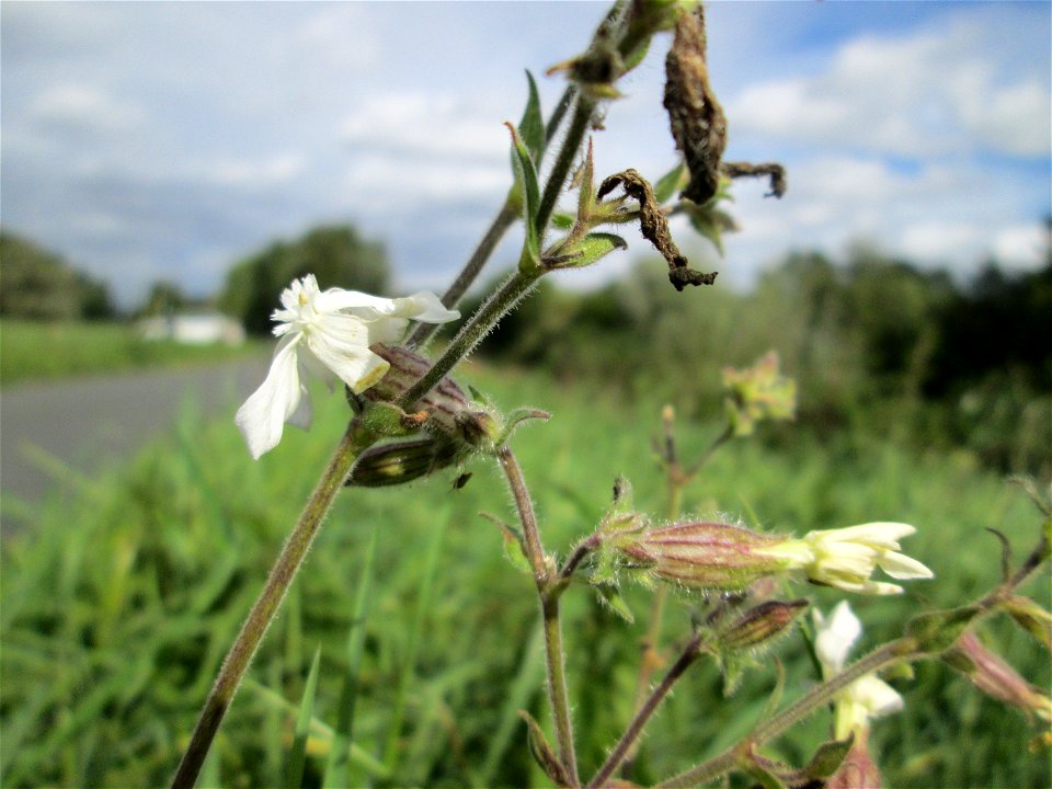 Weiße Lichtnelke (Silene latifolia) an der Saaraue Grosbliederstroff