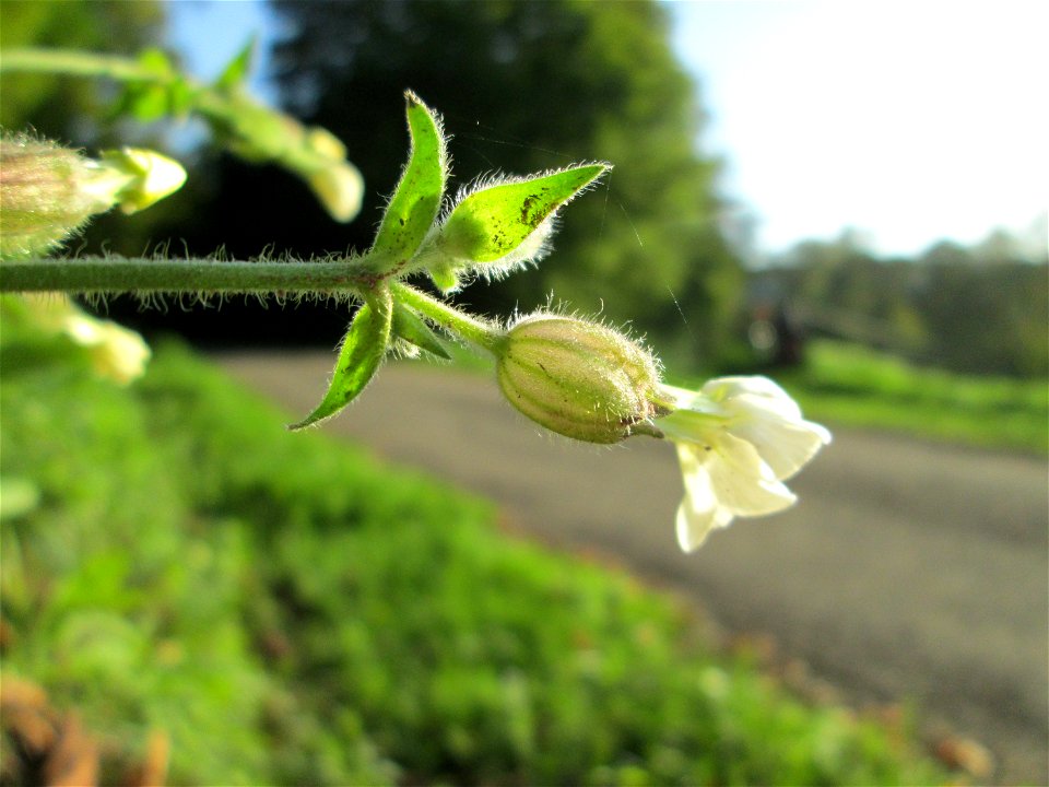 Weiße Lichtnelke  (Silene latifolia) im Simbachtal bei Alsting