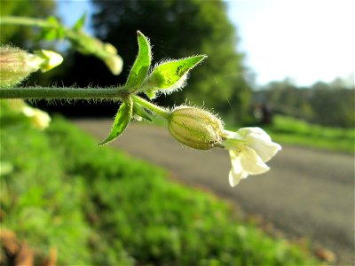 Weiße Lichtnelke  (Silene latifolia) im Simbachtal bei Alsting