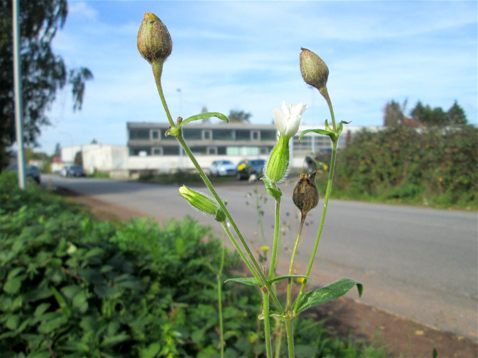 Weiße Lichtnelke (Silene latifolia) in Brebach