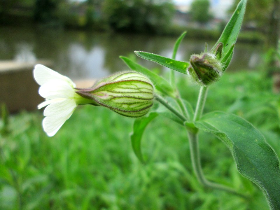 Weiße Lichtnelke  (Silene latifolia) an der Saar in Saarbrücken