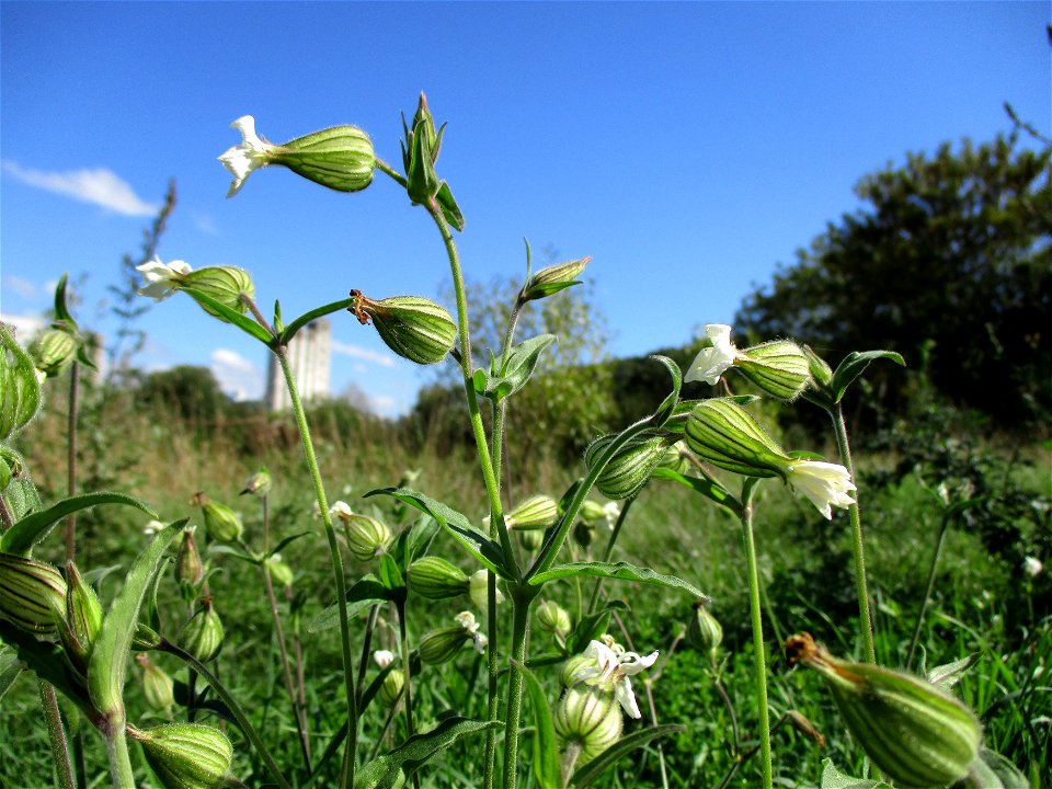 Weiße Lichtnelke  (Silene latifolia) nahe den „St. Arnualer Wiesen“ in Saarbrücken