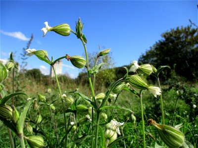 Weiße Lichtnelke  (Silene latifolia) nahe den „St. Arnualer Wiesen“ in Saarbrücken