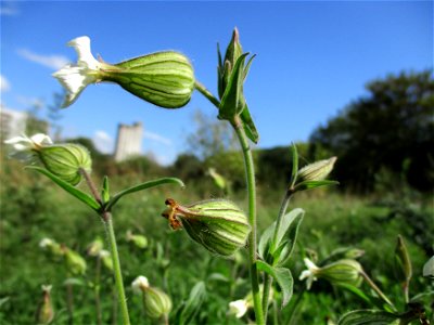 Weiße Lichtnelke  (Silene latifolia) nahe den „St. Arnualer Wiesen“ in Saarbrücken