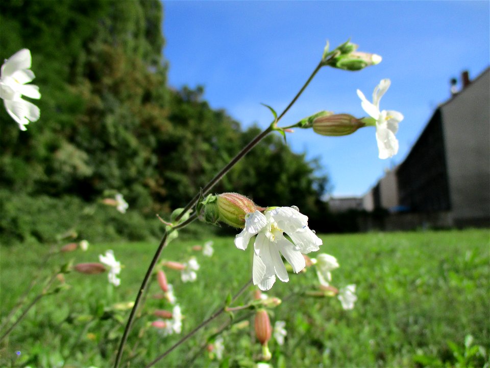 Weiße Lichtnelke  (Silene latifolia) in Brebach