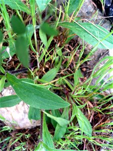 Silene alba leaves, Dehesa Boyal de Puertollano, Spain