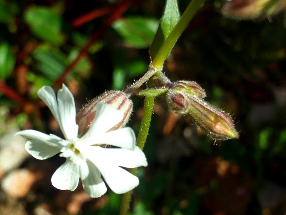 Silene alba flowers closeup, Dehesa Boyal de Puertollano, Spain