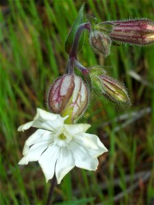 Silene alba flowers closeup, Dehesa Boyal de Puertollano, Spain photo