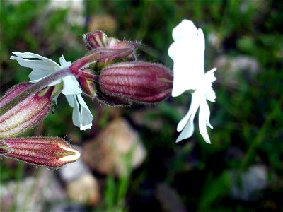 Silene alba flowers side closeup, Sierra Madrona, Spain photo