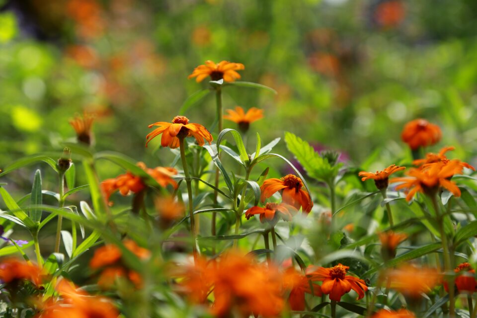 Nature garden petal