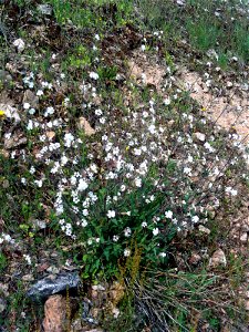 Silene alba habitus, Sierra Madrona, Spain