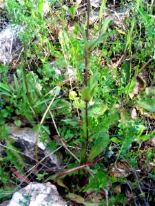Silene alba plant, Sierra Madrona, Spain