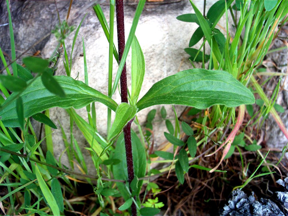 Silene alba stem and leaves, Dehesa Boyal de Puertollano, Spain