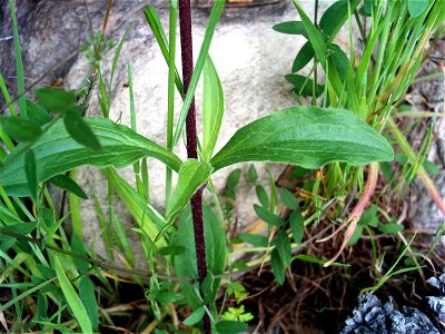 Silene alba stem and leaves, Dehesa Boyal de Puertollano, Spain photo