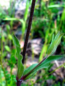 Silene alba stem and leaves, Sierra Madrona, Spain