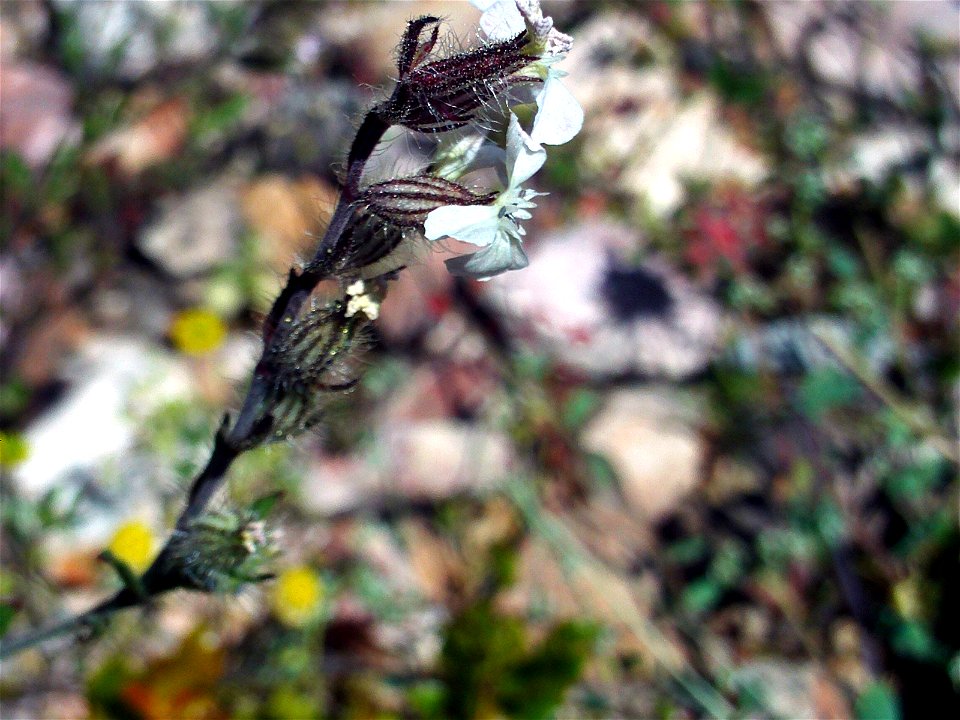 Silene latifolia flowers side close up, Dehesa Boyal de Puertollano, Spain