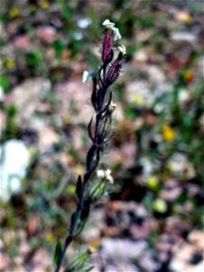 Silene latifolia stem, Dehesa Boyal de Puertollano, Spain photo