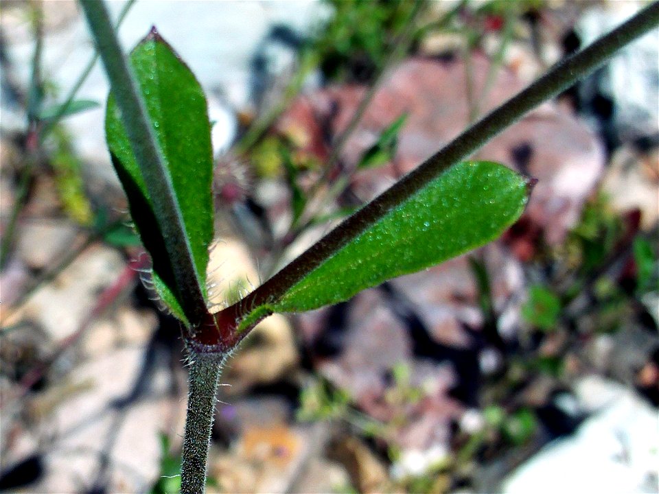Silene latifolia stem and leaves, Dehesa Boyal de Puertollano, Spain
