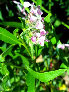 Silene latifolia xcolorata flowers close up, Dehesa Boyal de Puertollano, Spain photo