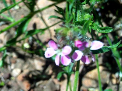 Silene latifolia xcolorata leaves, Dehesa Boyal de Puertollano, Spain photo