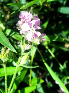 Silene latifolia xcolorata flowers close up, Dehesa Boyal de Puertollano, Spain