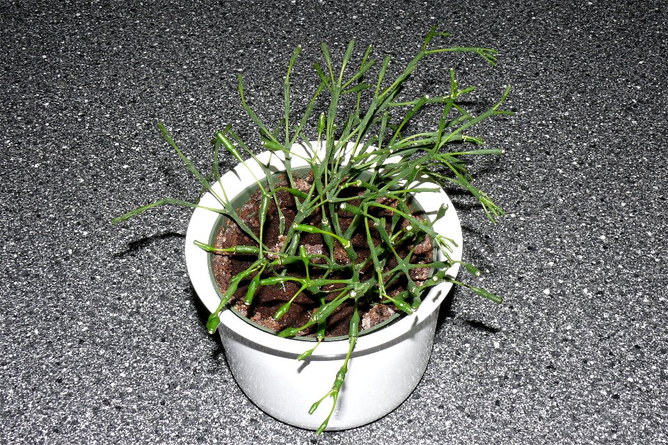Hatiora salicornioides