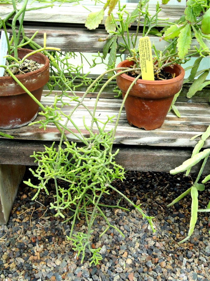 Botanical specimen in the Margaret C. Ferguson Greenhouses, Wellesley College Botanic Gardens, Wellesley College, Wellesley, Massachusetts, USA.