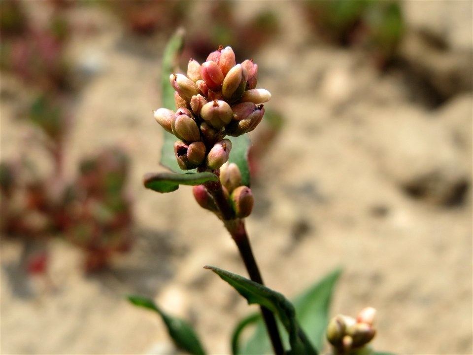 Ampfer-Knöterich (Persicaria lapathifolia) bei Neulußheim