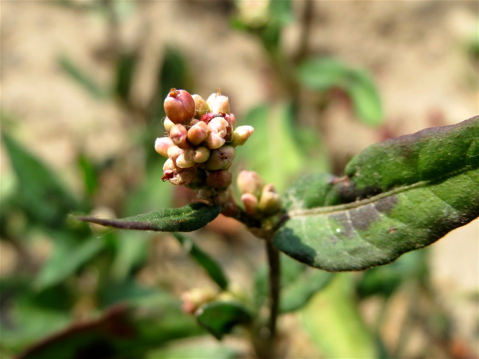 Ampfer-Knöterich (Persicaria lapathifolia) bei Neulußheim