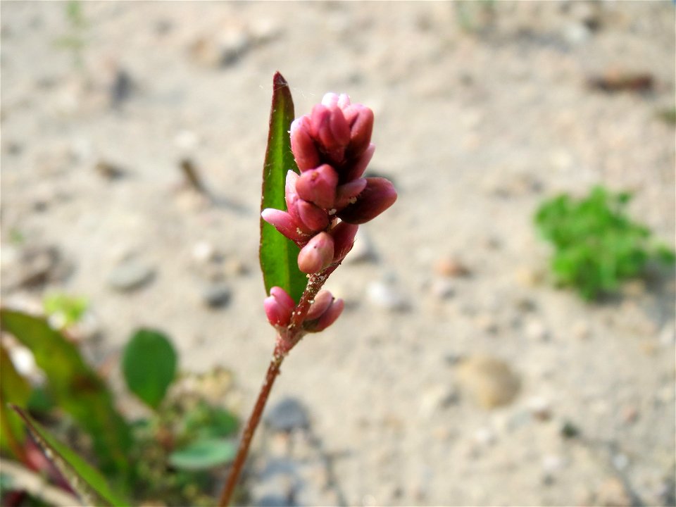 Ampfer-Knöterich (Persicaria lapathifolia) auf einem Schuttplatz bei Neulußheim (Gemarkung Altlußheim)