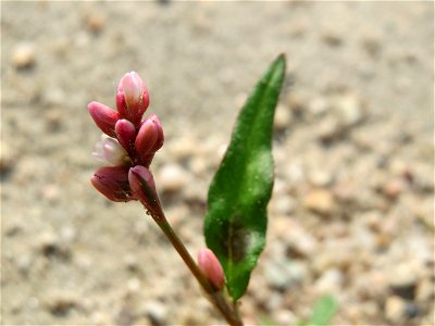 Ampfer-Knöterich (Persicaria lapathifolia) auf einem Schuttplatz bei Neulußheim (Gemarkung Altlußheim)