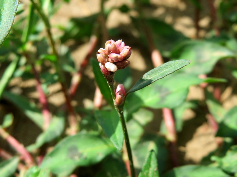 Ampfer-Knöterich (Persicaria lapathifolia) in Hockenheim-Talhaus