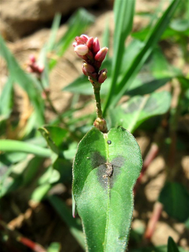 Ampfer-Knöterich (Persicaria lapathifolia) in Hockenheim-Talhaus