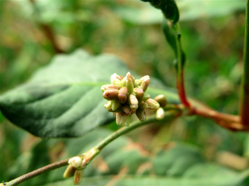 Ampfer-Knöterich (Persicaria lapathifolia) bei Wiesbaden-Nordenstadt