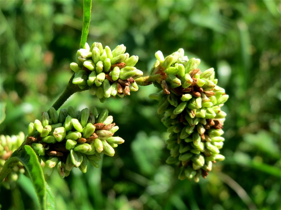 Ampfer-Knöterich (Persicaria lapathifolia) am Schalkenmehrener Maar