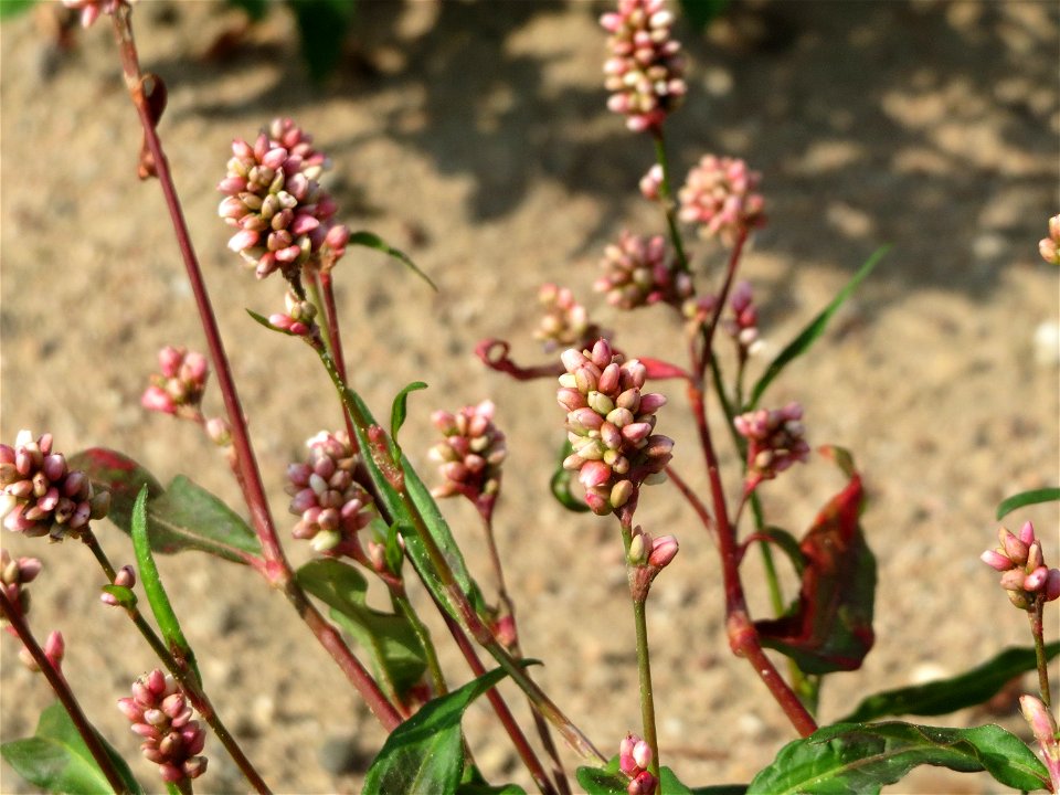 Ampfer-Knöterich (Persicaria lapathifolia) auf einem Sandhügel einer Baustelle in Hockenheim
