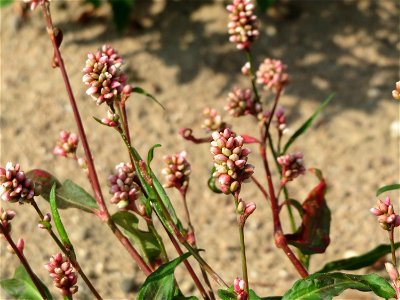 Ampfer-Knöterich (Persicaria lapathifolia) auf einem Sandhügel einer Baustelle in Hockenheim