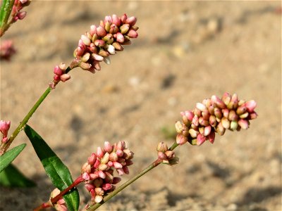 Ampfer-Knöterich (Persicaria lapathifolia) auf einem Sandhügel einer Baustelle in Hockenheim