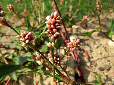 Ampfer-Knöterich (Persicaria lapathifolia) auf einem Sandhügel einer Baustelle in Hockenheim