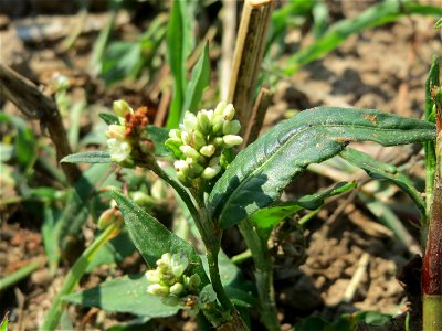 Ampfer-Knöterich (Persicaria lapathifolia) in Hockenheim-Talhaus