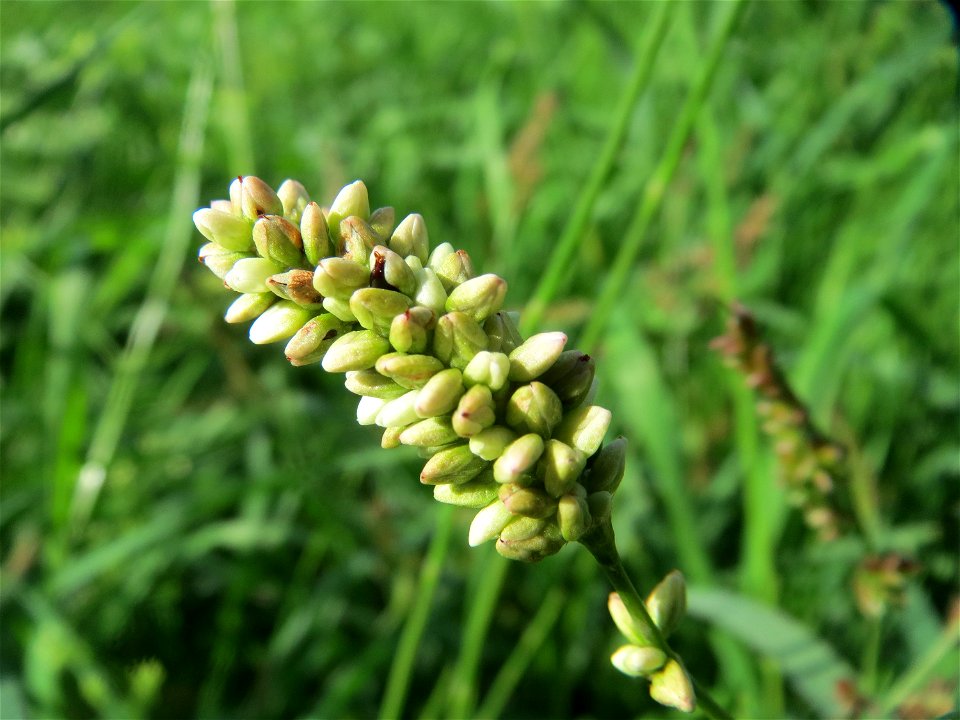 Ampfer-Knöterich (Persicaria lapathifolia) im Hockenheimer Rheinbogen