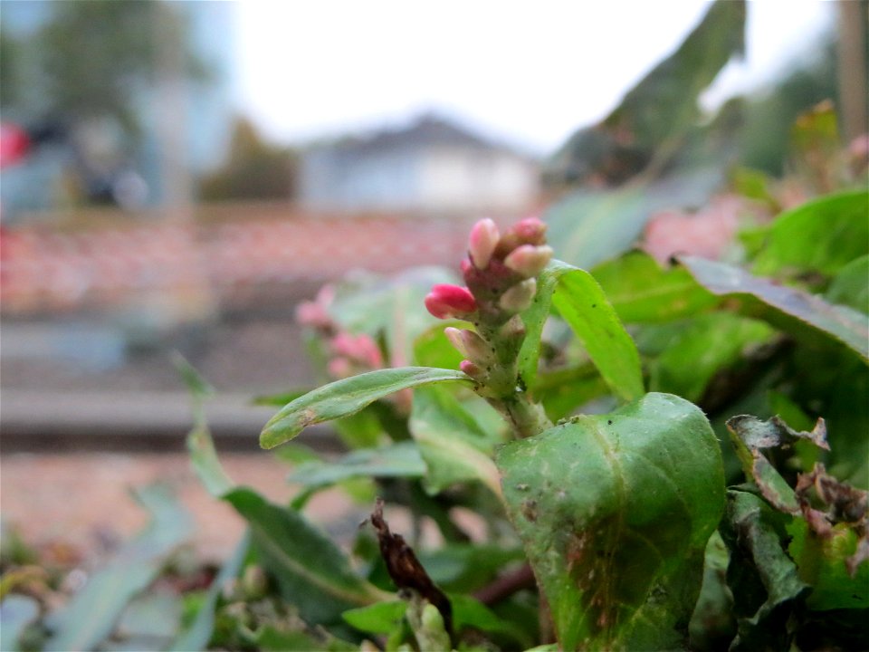 Ampfer-Knöterich (Persicaria lapathifolia) am Hauptbahnhof Mannheim