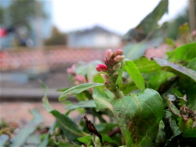 Ampfer-Knöterich (Persicaria lapathifolia) am Hauptbahnhof Mannheim