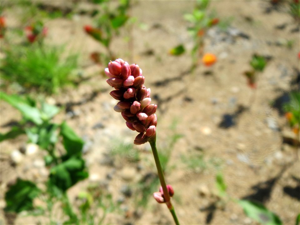 Ampfer-Knöterich (Persicaria lapathifolia) in Hockenheim