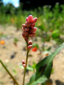 Ampfer-Knöterich (Persicaria lapathifolia) in Hockenheim
