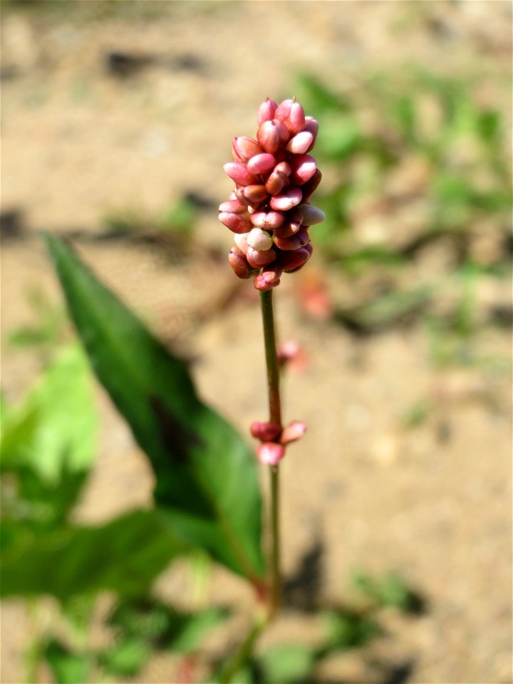 Ampfer-Knöterich (Persicaria lapathifolia) in Hockenheim
