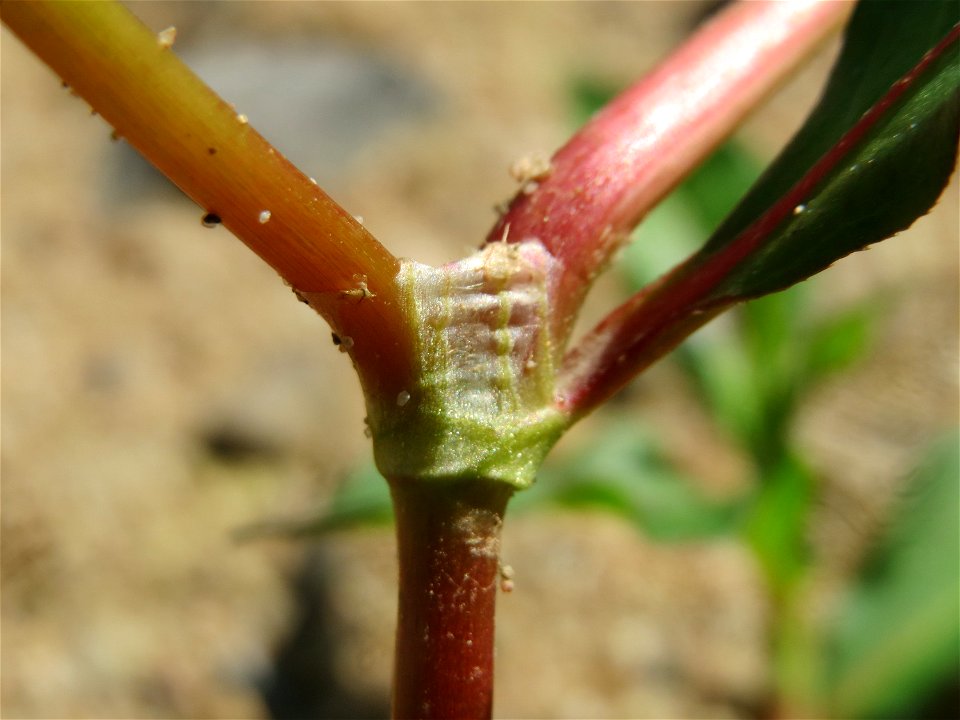 Ampfer-Knöterich (Persicaria lapathifolia) in Hockenheim