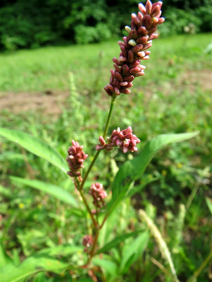 Ampfer-Knöterich (Persicaria lapathifolia) am Staden in Saarbrücken
